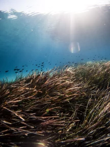 Local community views on Marine Protected Areas on Greek islands – Lydia Avrami et al.